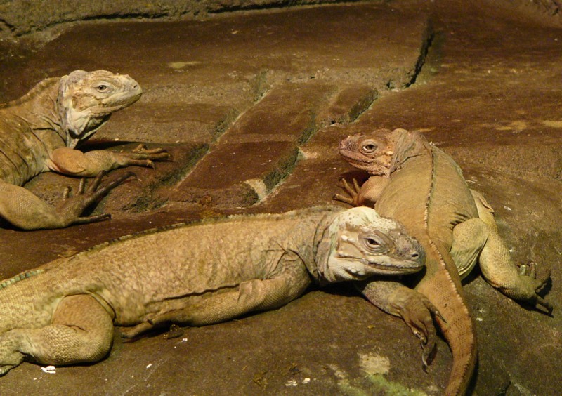 rhinocerous iguana 2.jpg