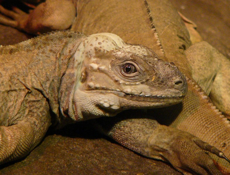 rhinocerous iguana 3.jpg
