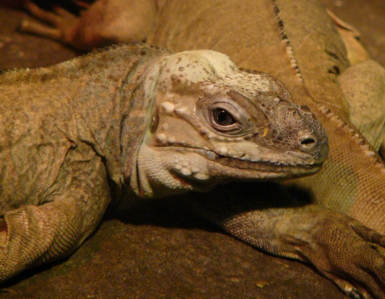 rhinocerous iguana 4.jpg