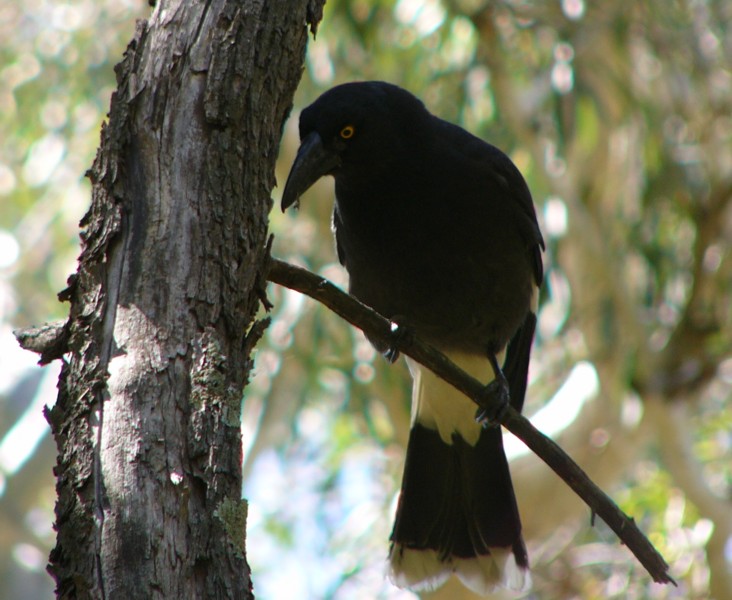 pied currawong Canberra.jpg
