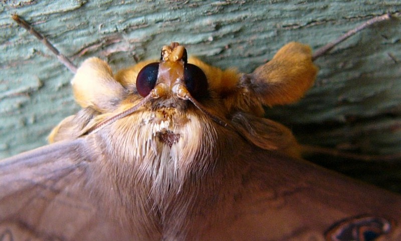 moth eaten moth.jpg