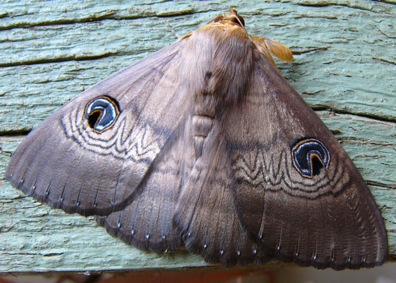 moth at rest.jpg