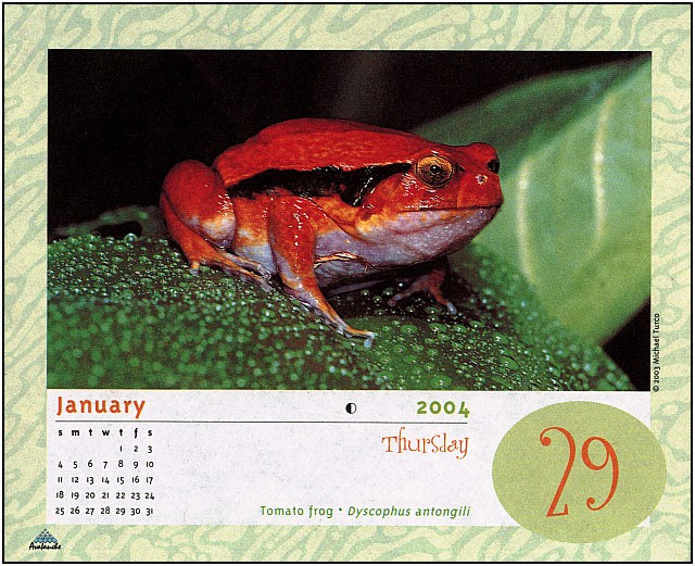 xLR8 Frogs055.jpg