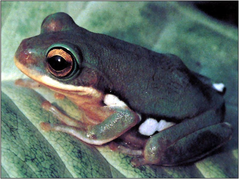 xLR8 Frogs061.jpg