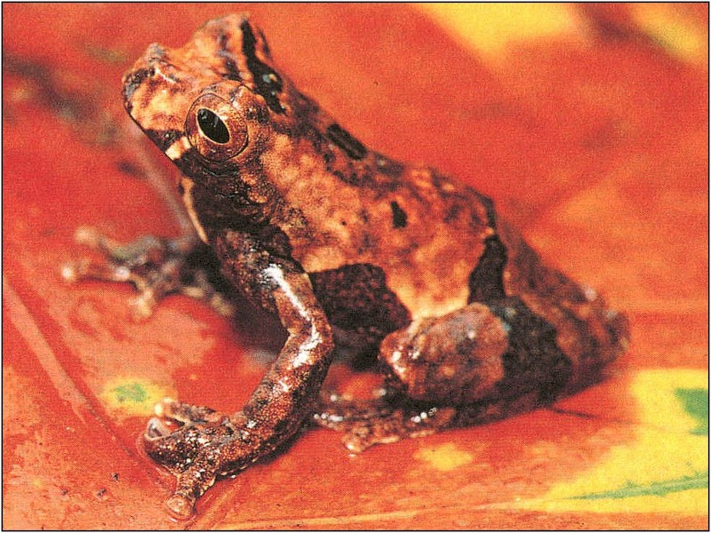 xLR8 Frogs063.jpg