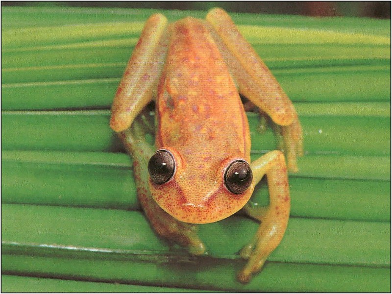 xLR8 Frogs075.jpg