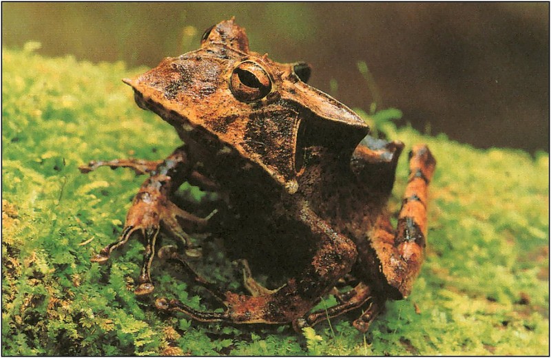 xLR8 Frogs101.jpg