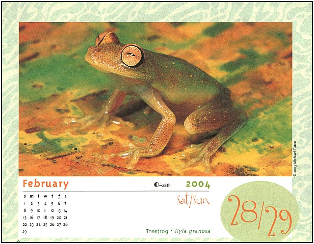 xLR8 Frogs106.jpg