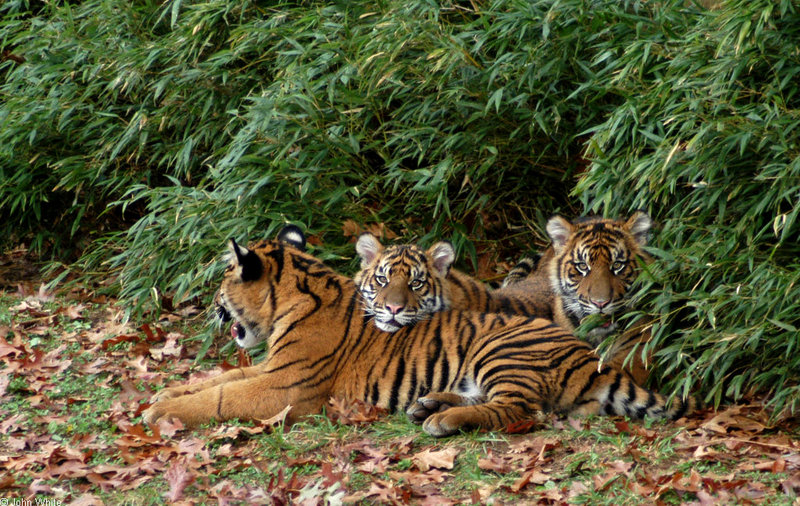 Sumatran Tiger (Panthera tigris sumatrae)1001.jpg