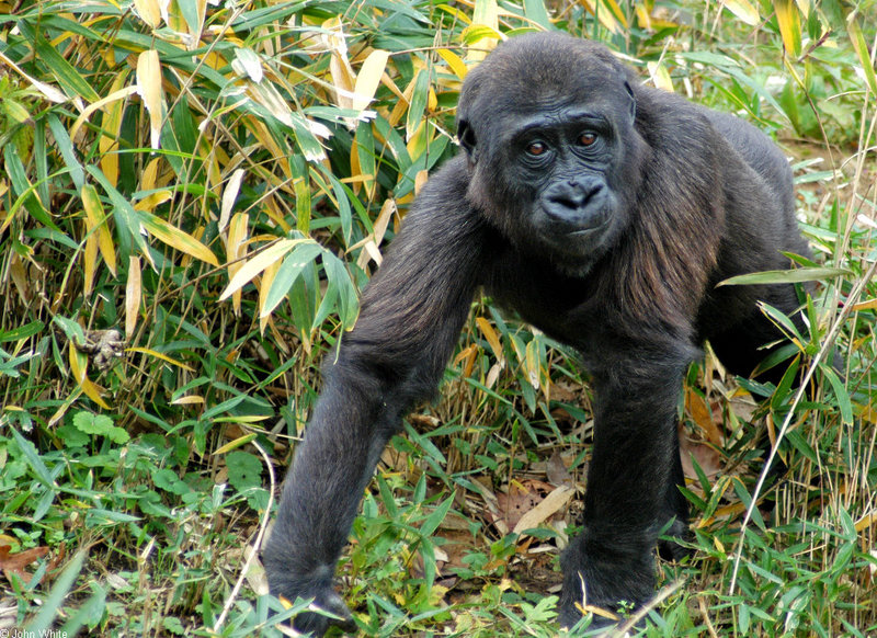 Western Lowland Gorilla (Gorilla gorilla gorilla)1002.jpg