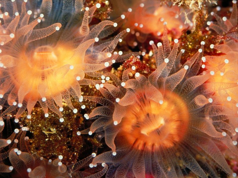 Golden Cup Corals Anacapa Island California.jpg