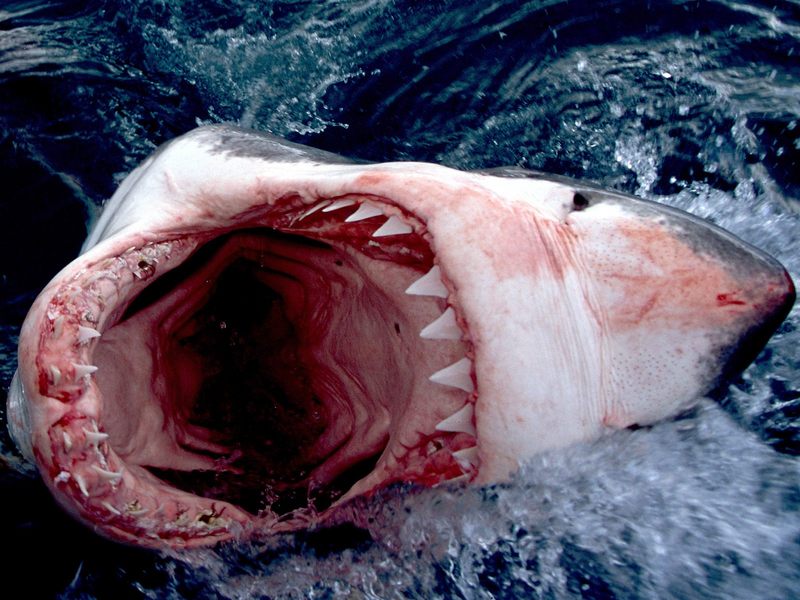 Great White Shark South Africa.jpg