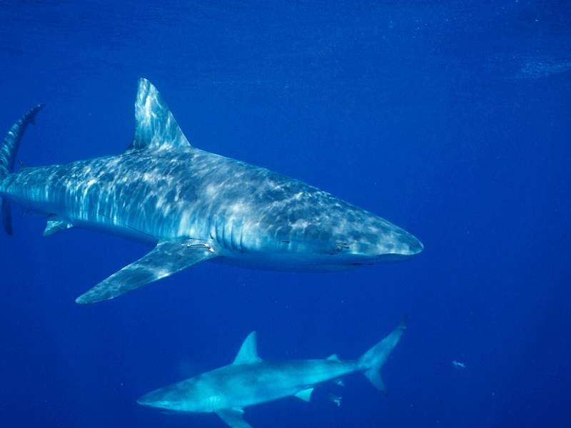 Grey Sharks Hawaii.jpg