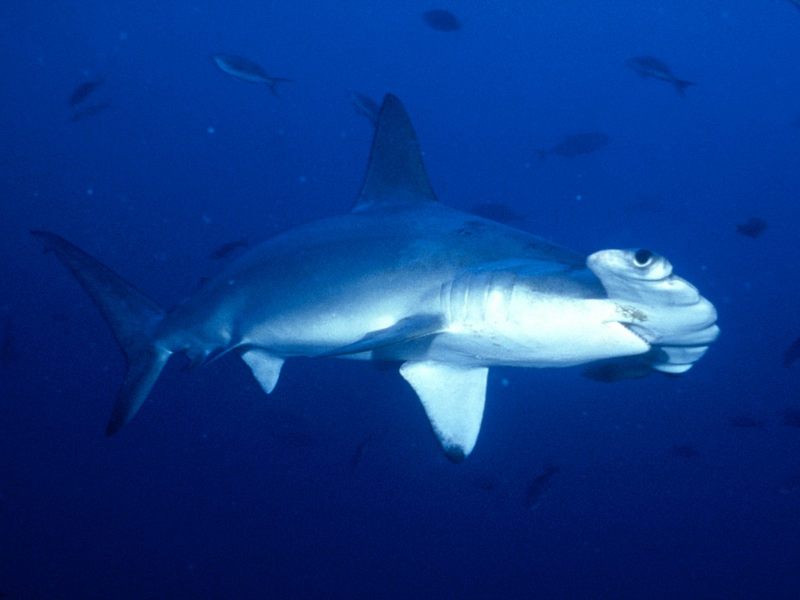 Hammerhead Shark Cocos Island Costa Rica.jpg