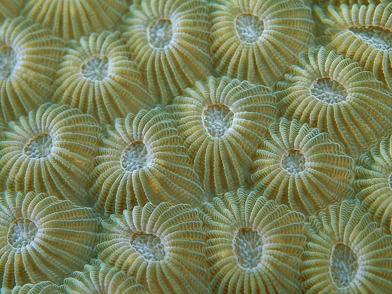 Hard Coral Polyps Taveuni Fiji.jpg