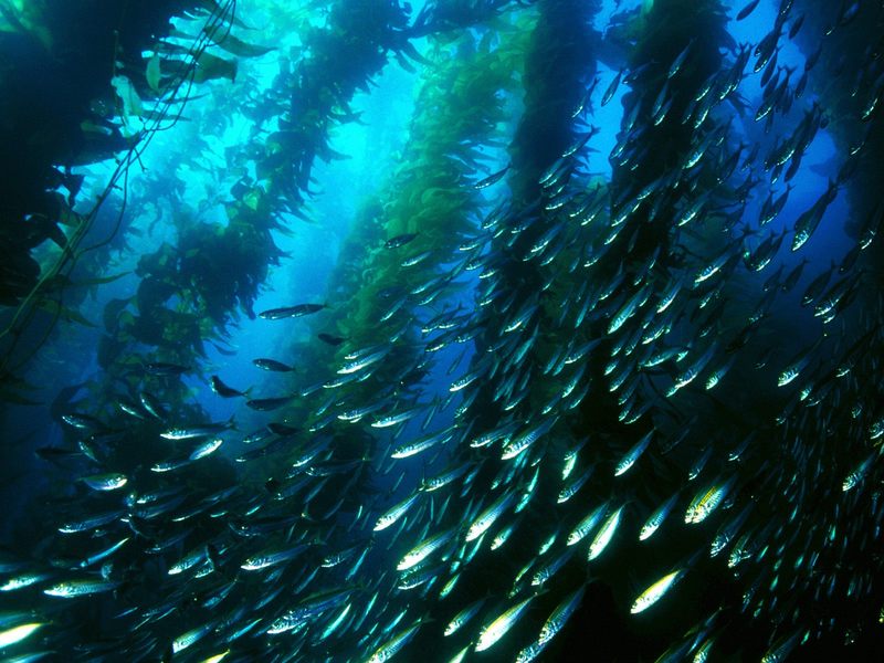 Jack Mackerel Kelp Forest San Clemente Island California.jpg