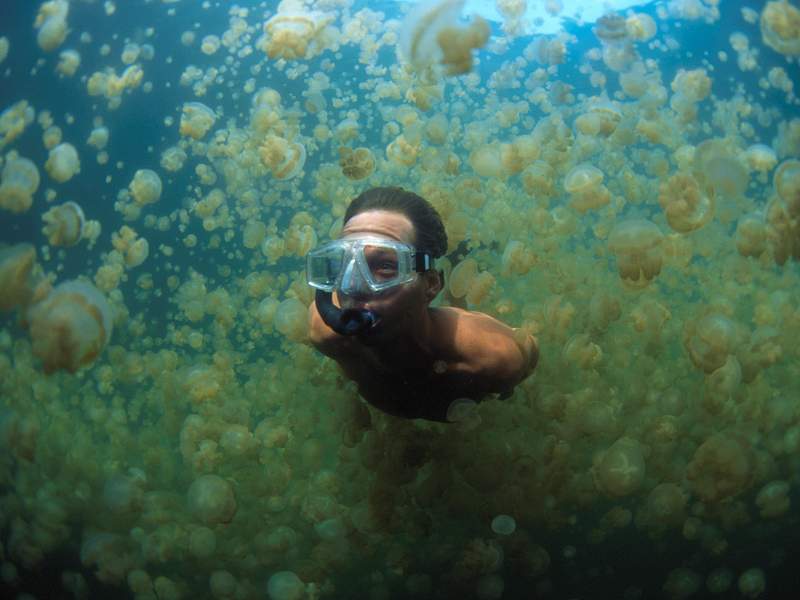 Jellyfish Lake Palau Micronesia.jpg