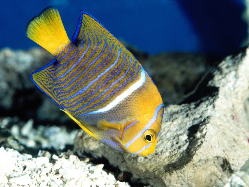 King Angelfish.jpg