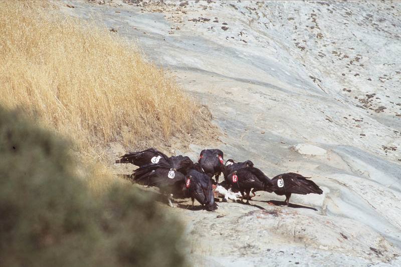 California Condors.jpg