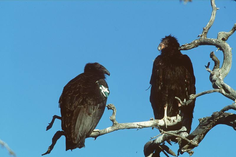 Juvenile Condors.jpg