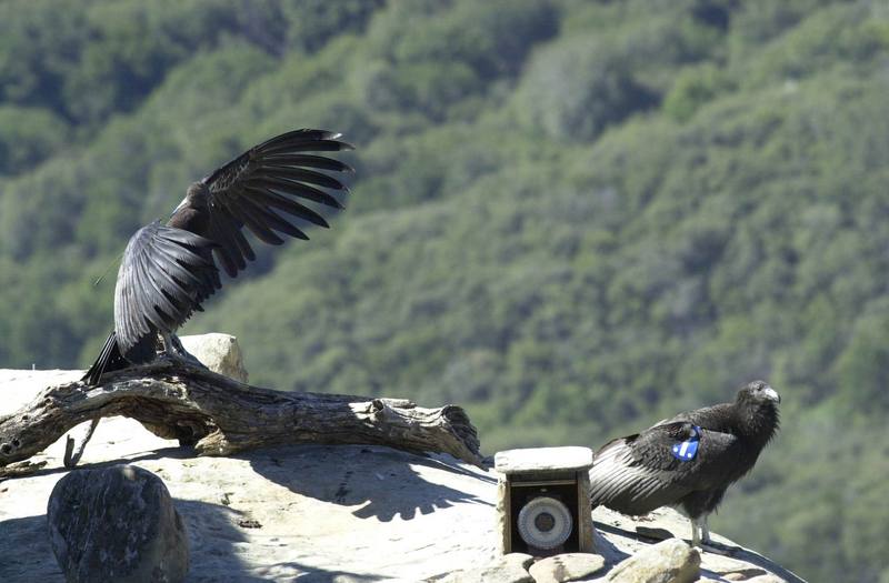 California Condors.jpg
