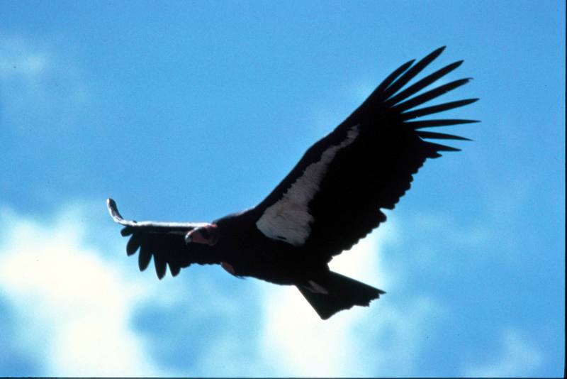 Adult Condor in Flight.jpg