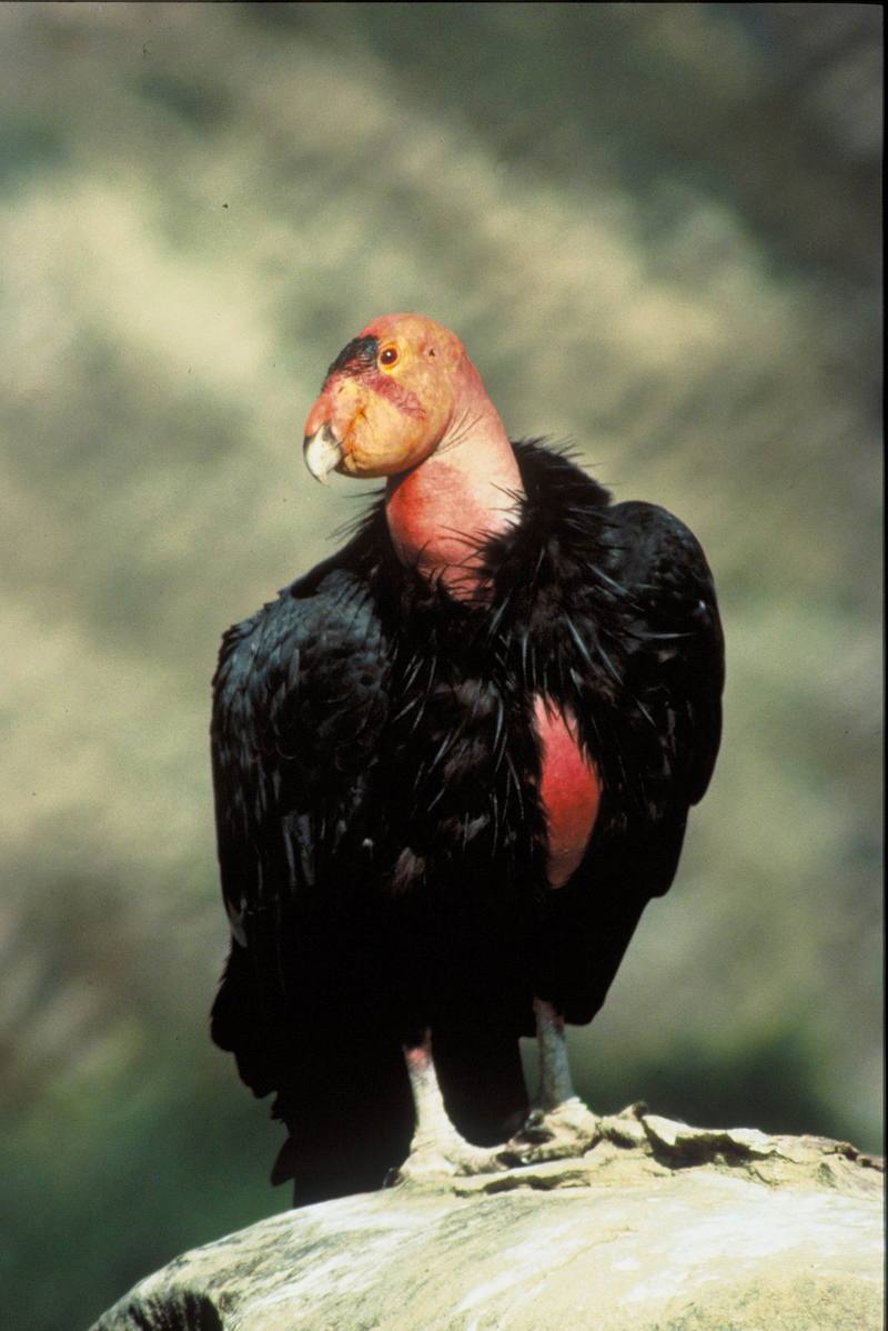 California Condor (male).jpg