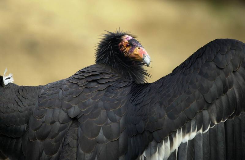 California Condor.jpg