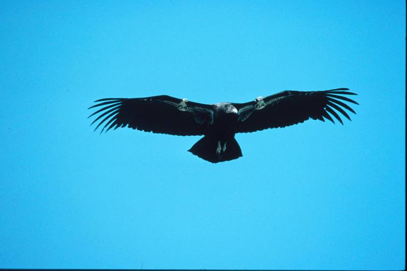 Juvenile California Condor.jpg