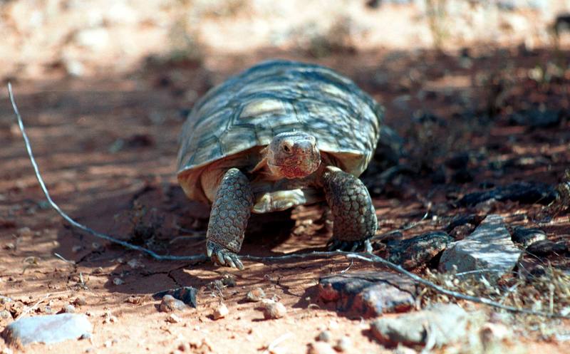 Desert Tortoise.jpg