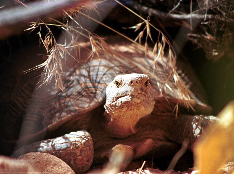 Desert Tortoise.jpg