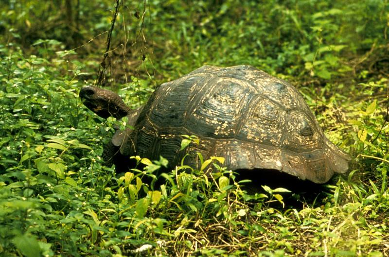 Galapagos Tortoise.jpg