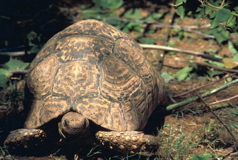 Leopard tortoise.jpg