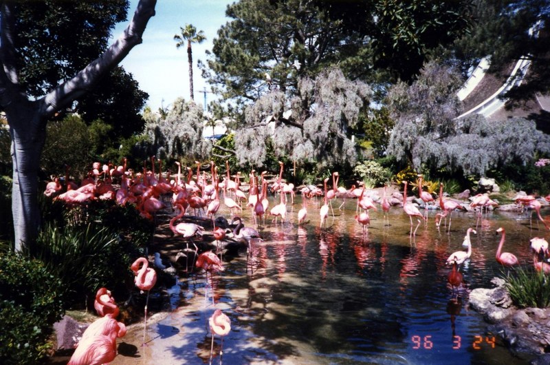 Flamingo flock, San Diego Sea World.jpg