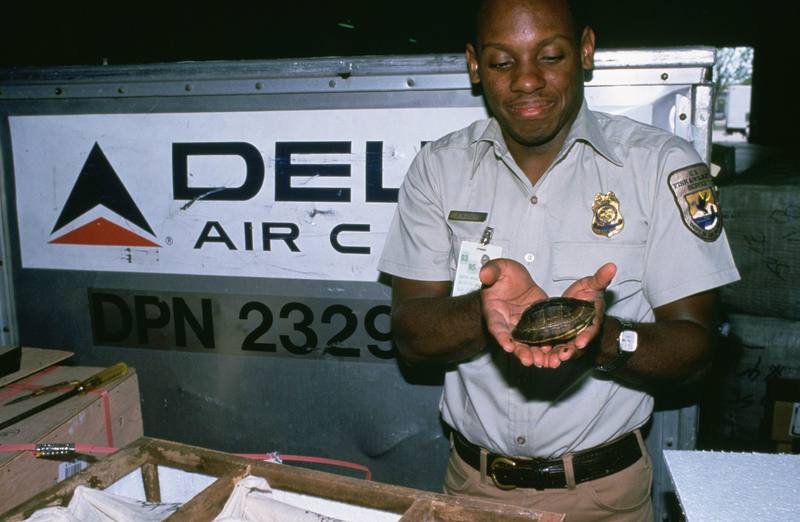 Miami Int\'l Airport Inspection of Imported Asian Box Turtle.jpg