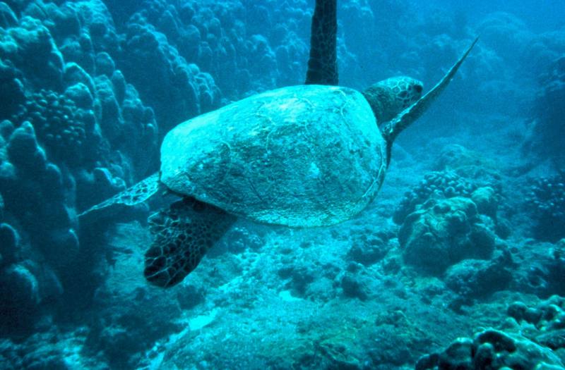 Green Sea Turtle.jpg