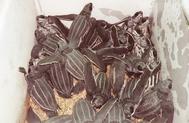 Newly hatched leatherback sea turtles, Vieques NWR.jpg