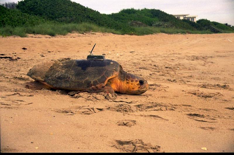 Loggerhead sea turtle satellite tracking.jpg