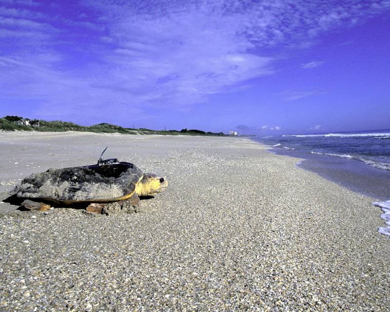 Loggerhead Sea Turtle at Archie Carr National Wildlife Refuge.jpg