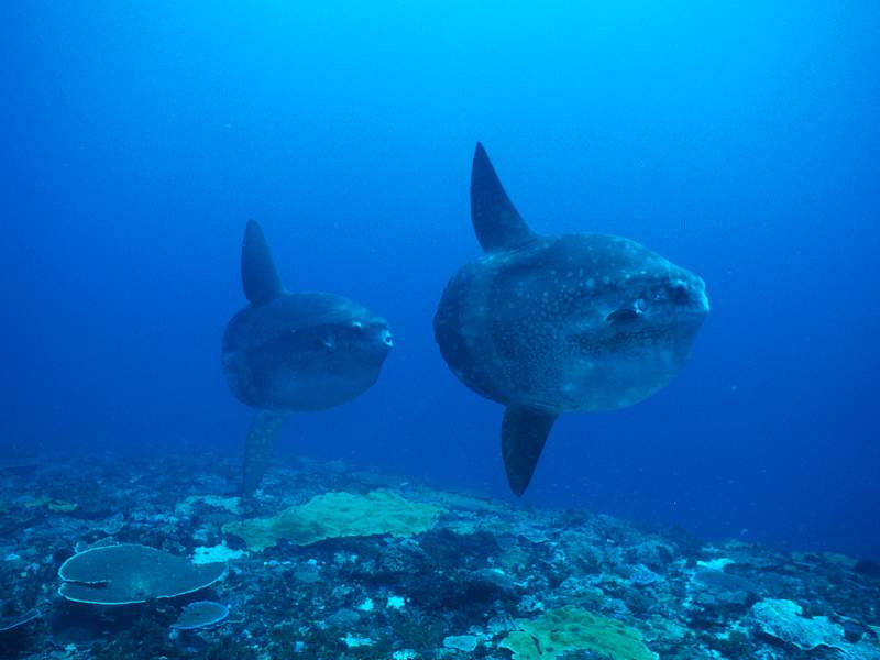 Ocean Sunfish Lembongan Indonesia.jpg