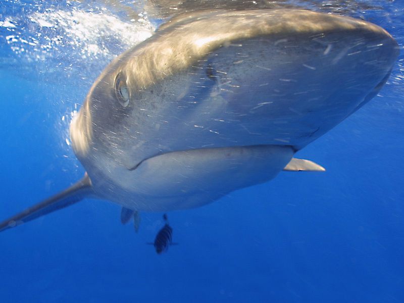 Oceanic White Tip Shark Hawaii.jpg