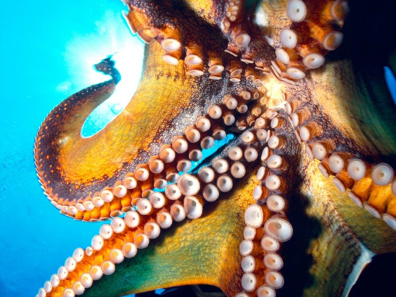 Octopus Hawaii.jpg