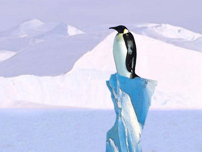 Penguin Perch.jpg
