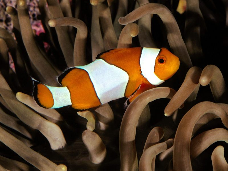 Percula Clownfish Indo-Pacific.jpg