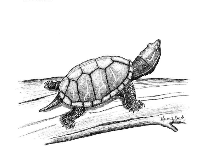 Stinkpot Turtle.jpg