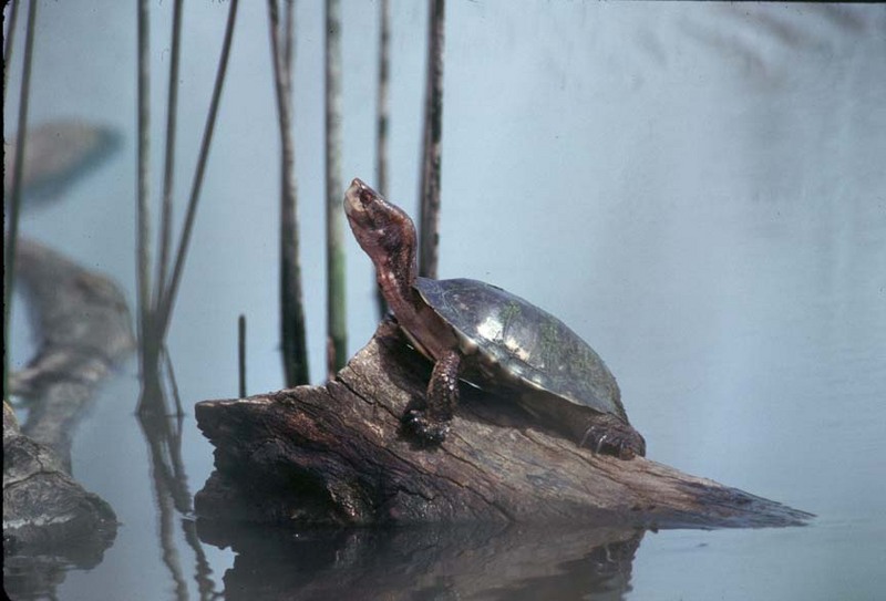 Western Pond Turtle.jpg