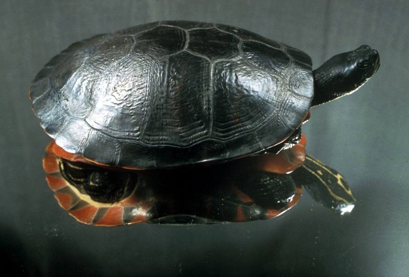 Plymouth Red-bellied Turtle.jpg