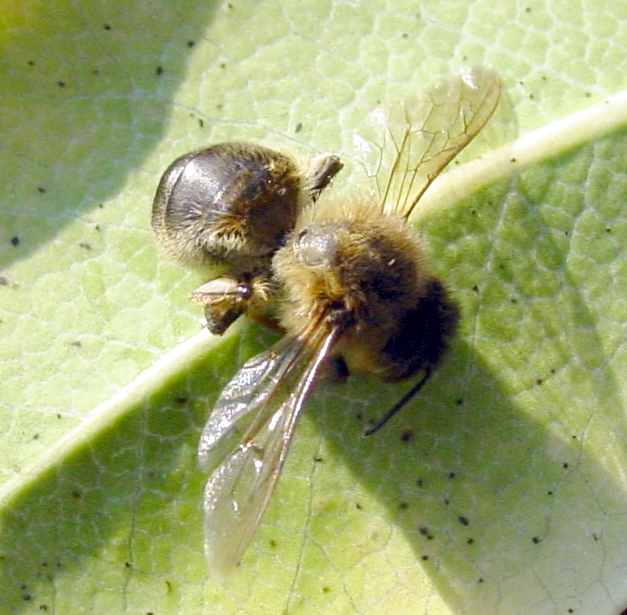 \' bee55.jpg