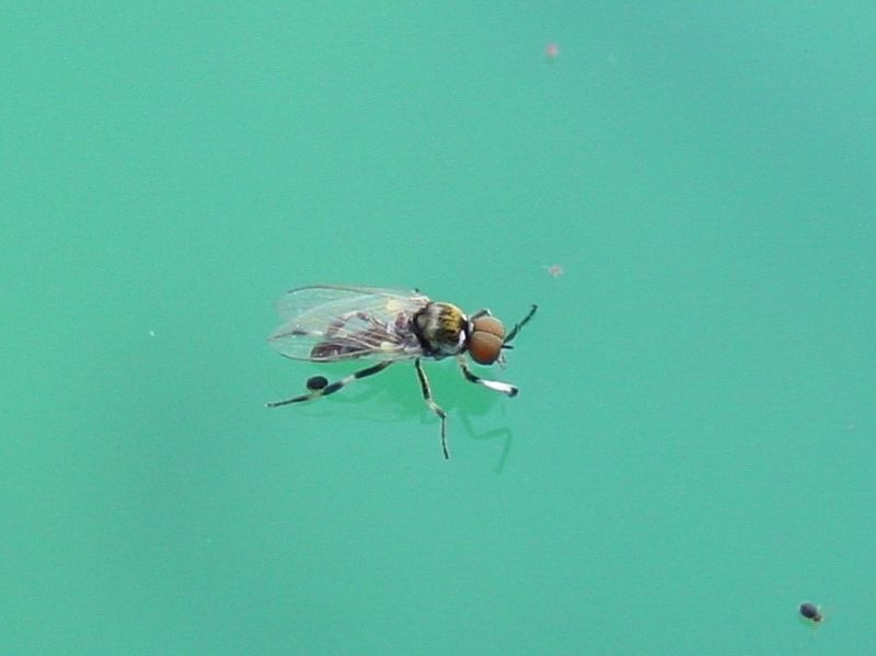 \' fly55.jpg