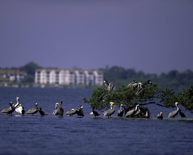 Pelican Island National Wildlife Refuge, Florida.jpg